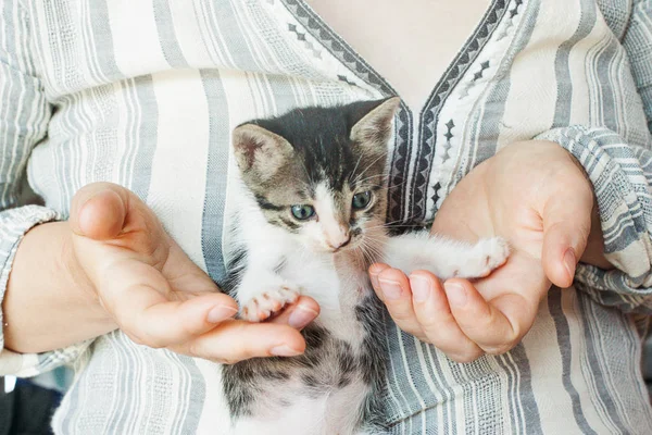 Kitty playing in woman hands. Little tabby cat — Stock Photo, Image