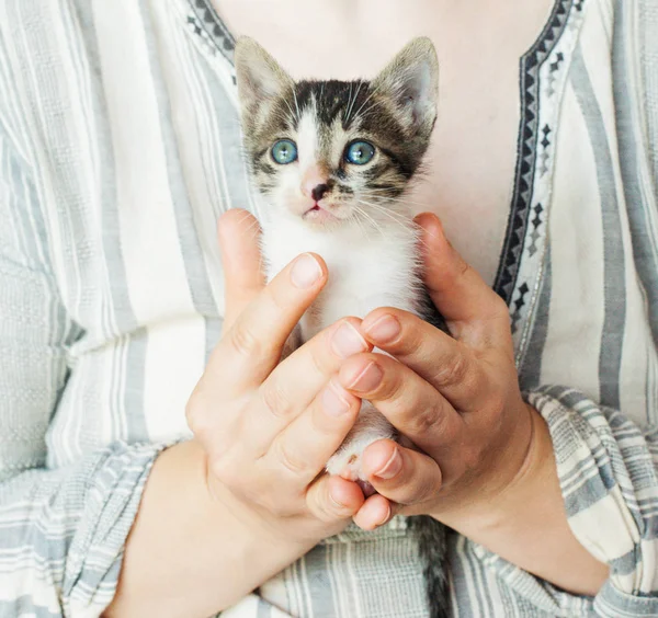 Gros plan de chaton mignon dans les mains de la femme . — Photo