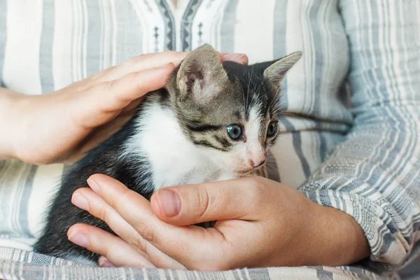 Roztomilé koťátko v Zenske rukou. Péče o domácí zvířata — Stock fotografie