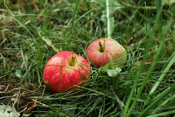 Deux pommes rouges sur herbe verte. Récolte d'automne — Photo