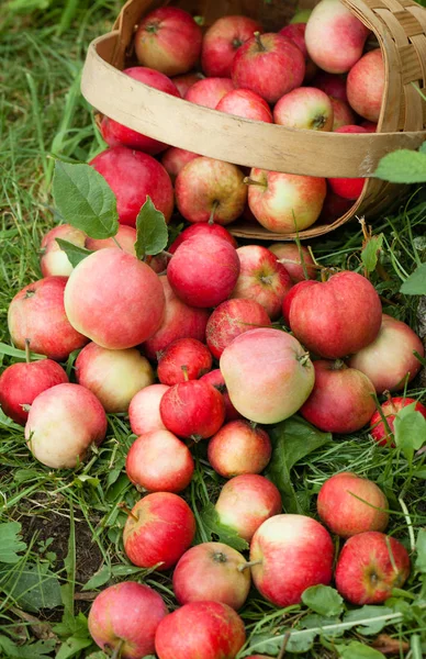 Pommes dans le panier sur le fond d'herbe verte. Vue du dessus — Photo