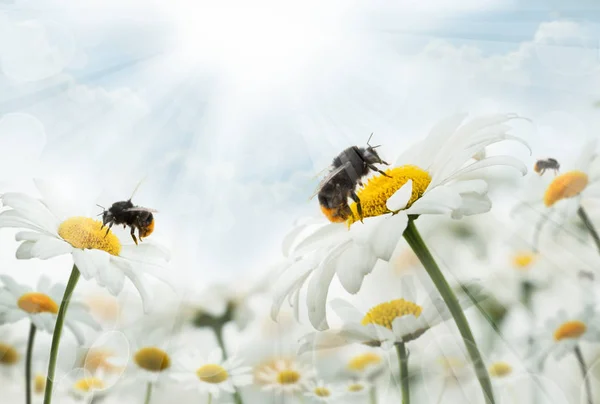 Bumblebee Camomiles üzerinde oturuyor. Makro fotoğraf. Beyaz çiçekler. Böceklerin yaşam — Stok fotoğraf