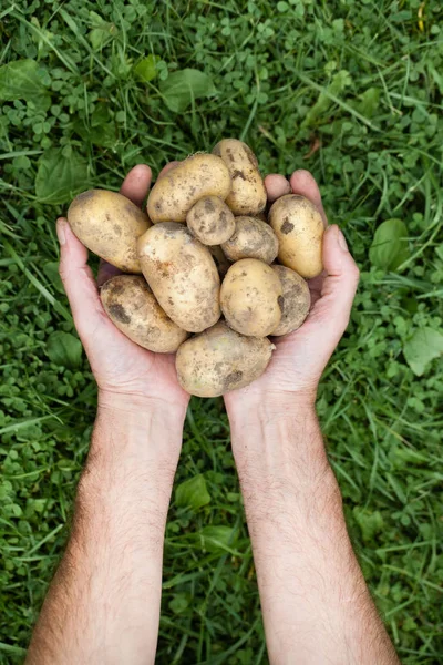 Mãos com batatas em um fundo de grama verde — Fotografia de Stock