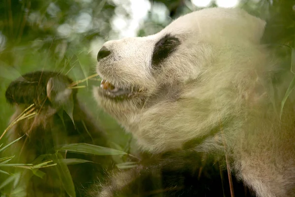 Female panda is eating green bamboo leaves — Stock Photo, Image