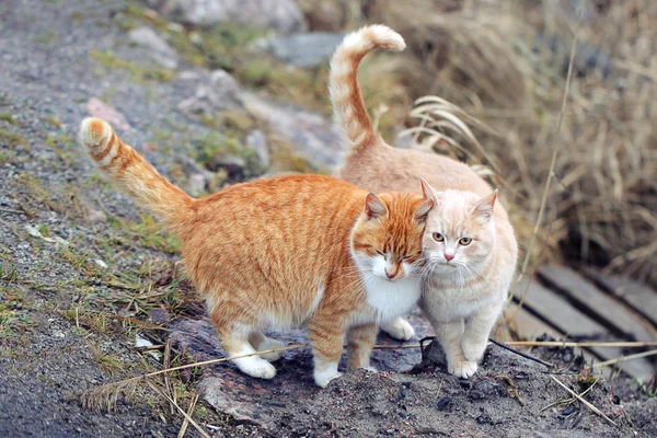 Dvě kočky ve velmi vzájemném vztahu. Dvě domácí kočky spolu. — Stock fotografie