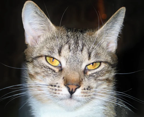Macska kisállat Vértes portré — Stock Fotó