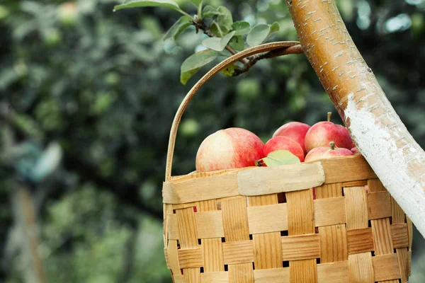 Manzanas rojas en la cesta - Otoño en el jardín — Foto de Stock