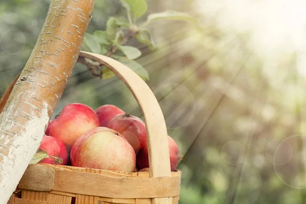 Röda och gula äpplen i korgen - hösten på landsbygden garden — Stockfoto