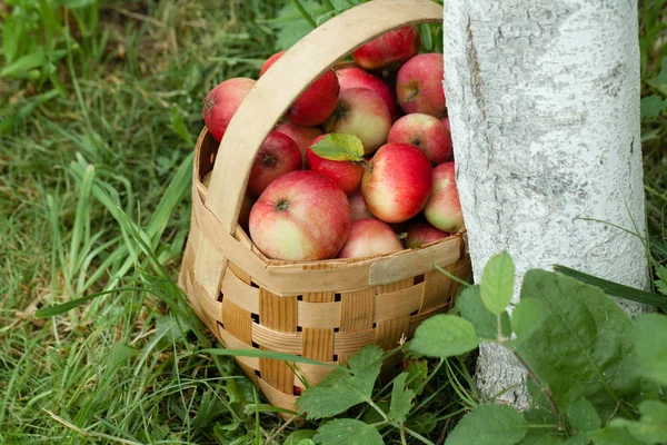 Pommes dans le panier sur le fond d'herbe verte. Vue du dessus — Photo