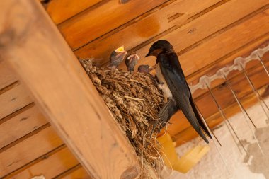 Birds and animals in wildlife. The swallow feeds the baby birds nestin clipart