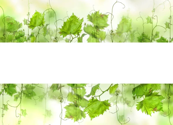 Gröna blad druvor med Fileld för tomma — Stockfoto