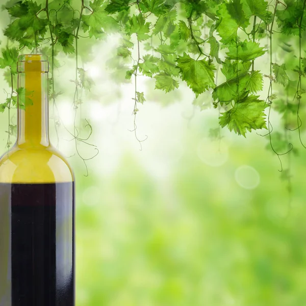 Wijngaard in de ochtend licht, fles rode wijn op de tafel — Stockfoto