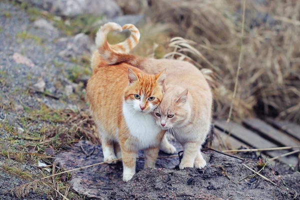Cats couple falling in love. Two domestic cats together — Stock Photo, Image