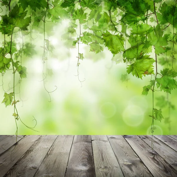 Zielone liście z porannym światłem słonecznym — Zdjęcie stockowe