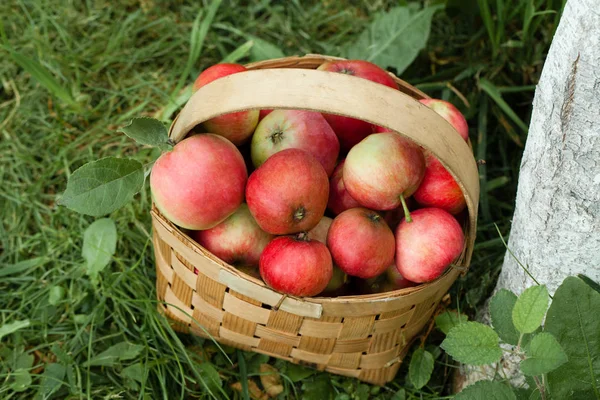 Pommes dans le panier sur le fond d'herbe verte. Vue du dessus — Photo