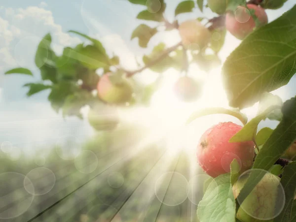 Bright Red and green Apples With Sunlight — Stock Photo, Image