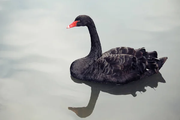 Un cisne negro nadando en una piscina de agua azul . — Foto de Stock