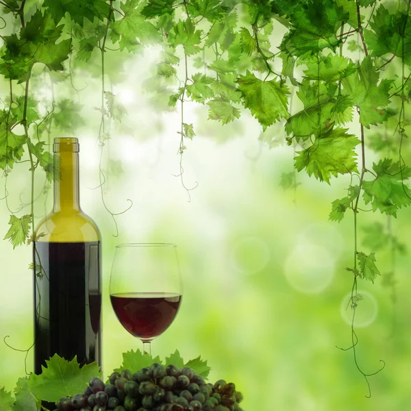 Бутылка и бокал красного вина в винограднике. Виноградник в утреннем свете, бутылка красного вина на столе — стоковое фото