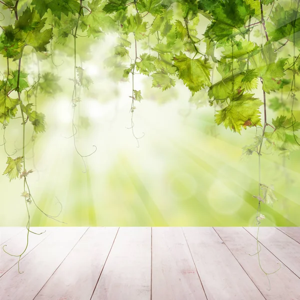 Taze yeşil ışık arka plan ile üzüm yaprakları — Stok fotoğraf