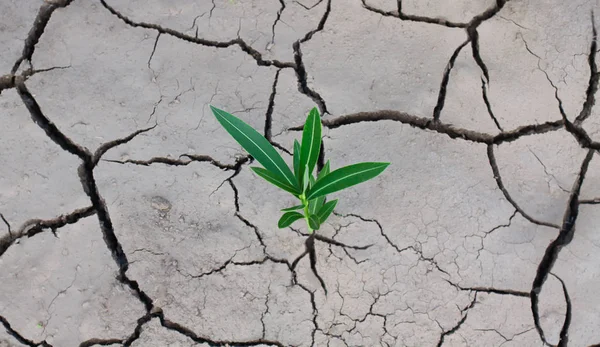 Terra seca rachada e uma planta verde solitária que rompe a rachadura . — Fotografia de Stock