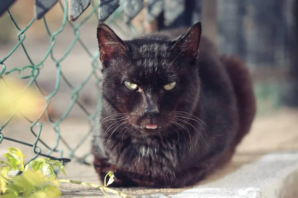 Siyah kedi poz ve dil gösterir. Siyah kediyakın görüntü — Stok fotoğraf