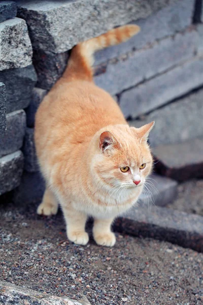 Tlustá kočka pózní s ocasem nahoru. Zavřít obraz kočky. Oudveřní dveře — Stock fotografie