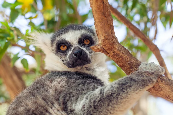 Leurská opice s kroužkem (lemur catta) na stromě — Stock fotografie