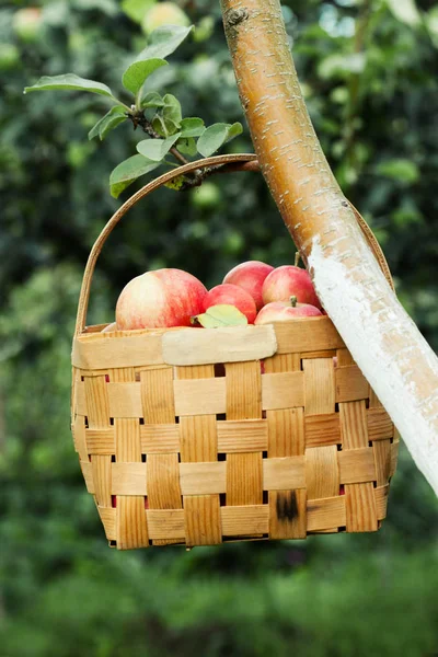 Pommes rouges dans le panier sur l'arbre — Photo