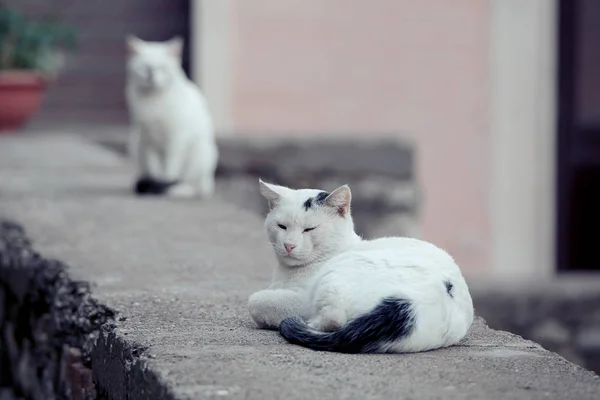 White cats with black tails posing in grass. Close image cats — Stock Photo, Image