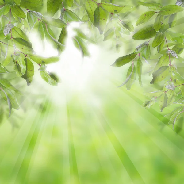 Granátové stromy na zeleném pozadí se slunečním světlem — Stock fotografie