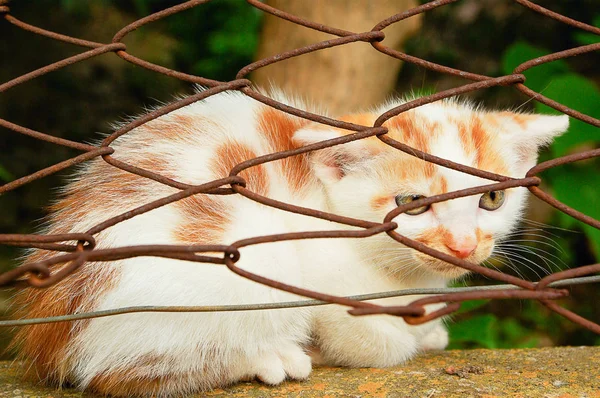 Little cat posing behind bars. Close image of small cat. Oudoor