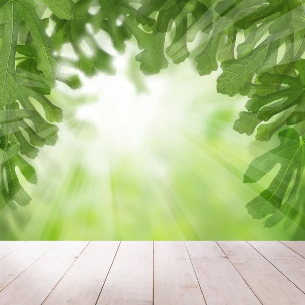 Vijgen groene bladeren met zonlicht achtergrond — Stockfoto