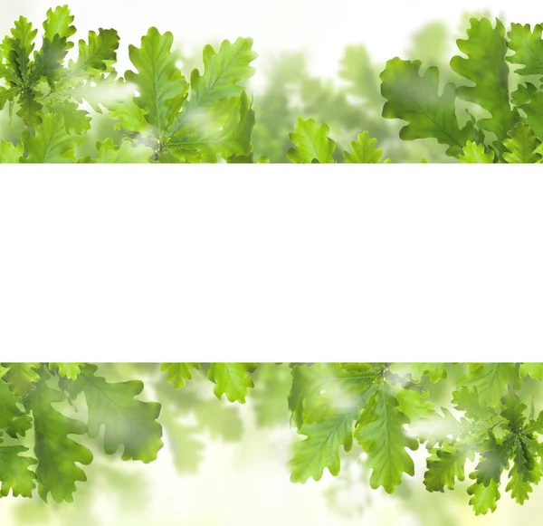 Grön blad kantlinje med vit tom bakgrund — Stockfoto