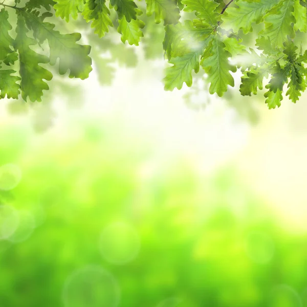 Yeşil meşe yaprakları ve bokeh ışık ile soyut yeşil arka plan — Stok fotoğraf