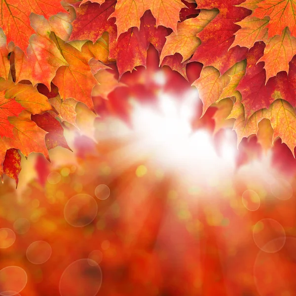 赤い秋のカエデの葉と抽象的な太陽の光と秋の背景 — ストック写真