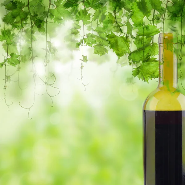 Fles rode wijn in de wijngaard. Wijngaard in ochtend licht — Stockfoto