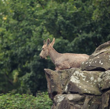 Dağda sabah Alp Ibex