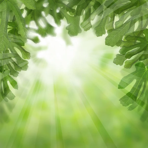 Fruchtblätter Mit Grünem Feigenbaum Hintergrund Natürliches Dessert Morgen — Stockfoto