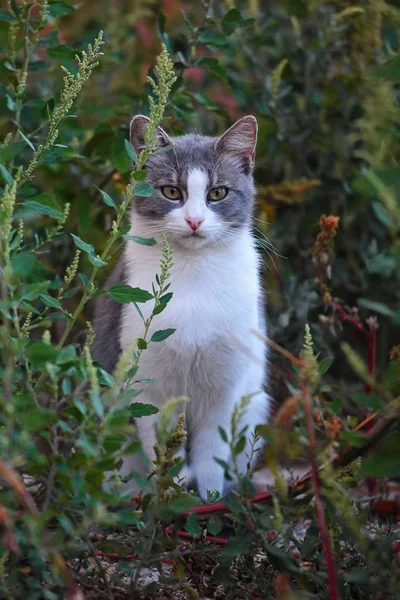 Gato gris y blanco posando en hierba. Cerrar imagen cat Oudoor —  Fotos de Stock