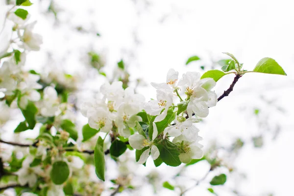 Fleurs printanières et feuilles vertes fond — Photo