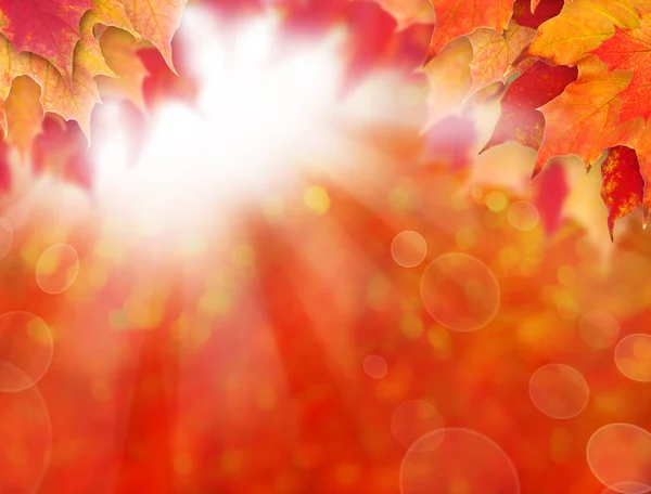 Abstract autumn background with fall maple leaves and sun light — Stock Photo, Image