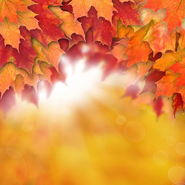 Fundo de outono com folhas. Folhas de outono coloridas — Fotografia de Stock