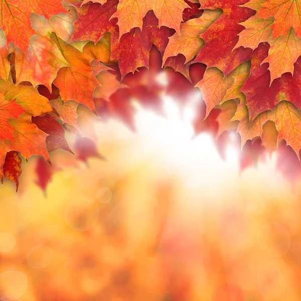Colorful fall background. Autumn maple leaves and abstract sun — Stock Photo, Image