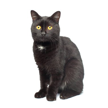 Kara kedi oturan ve üzerinde beyaz izole kamera bakıyor