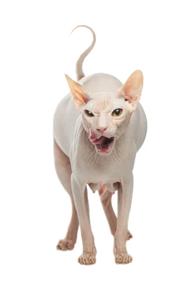 Kövér terhes Sphynx szőrtelen macska megnyalta fehér alapon — Stock Fotó