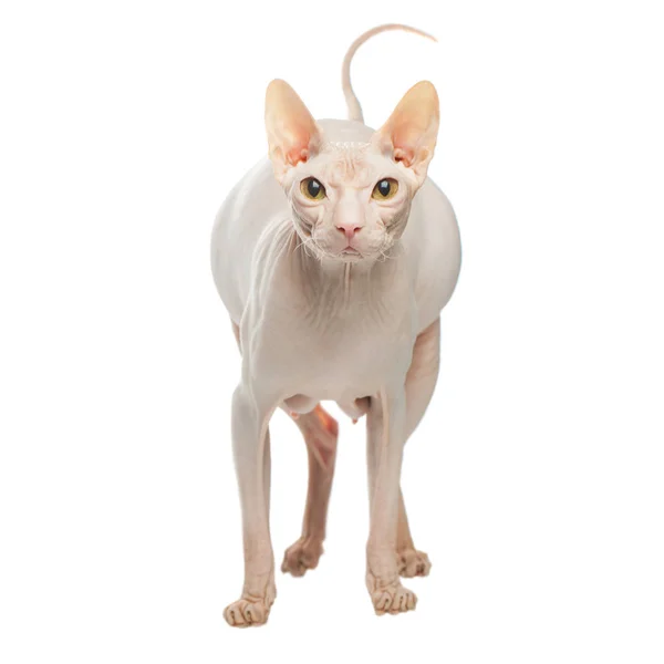 Ciężarne Sphynx bezwłosy kot stwarzające na białym tle — Zdjęcie stockowe