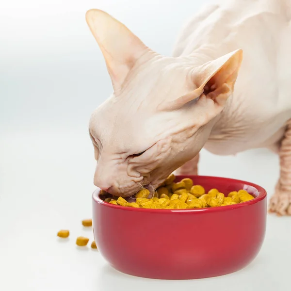 Hungry Hairless cat Don Sphynx breed with pink naked skin — Stock Photo, Image