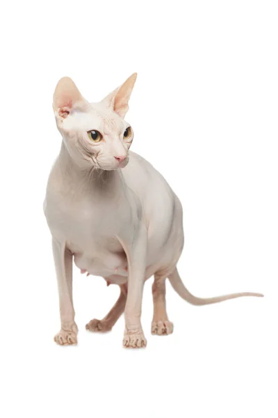 Sphynx hårlösa katt poserar på en vit bakgrund — Stockfoto