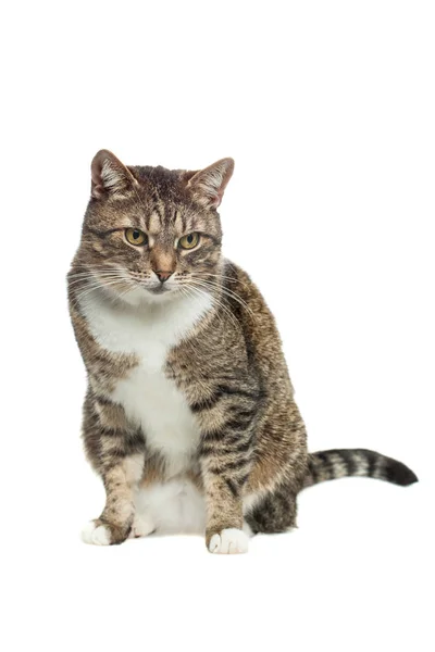 Pet Tabby Cat на белом фоне — стоковое фото
