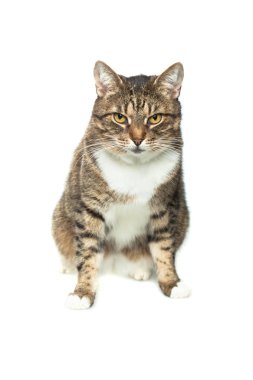 Beyaz arka planda Pet Tabby kedi